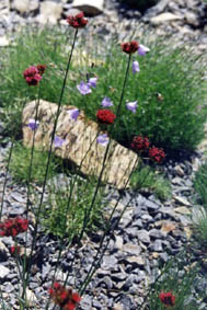 Dianthus pinifolius
